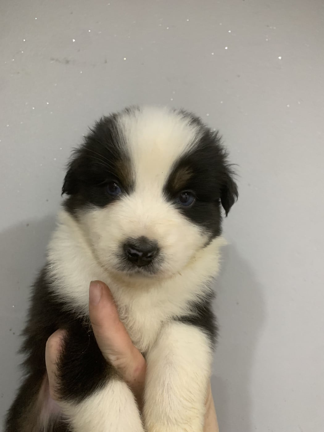 Chiot N°4 - Berger Australien