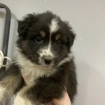 Male 1 - Berger Australien