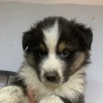 Male 2 - Berger Australien