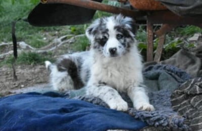 Les chiots de Berger Australien