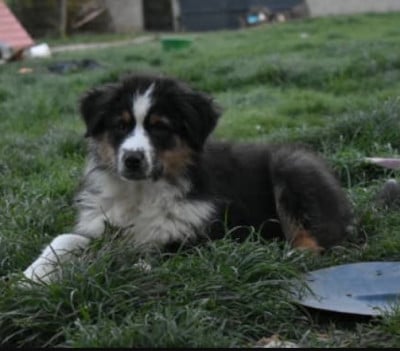 Les chiots de Berger Australien