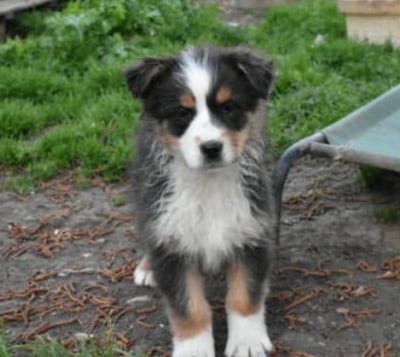 Les chiots de Berger Australien