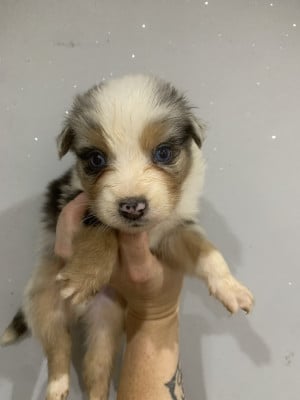 Les chiots de Berger Australien