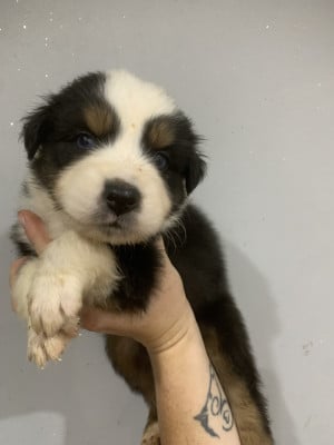 Les chiots de Berger Australien