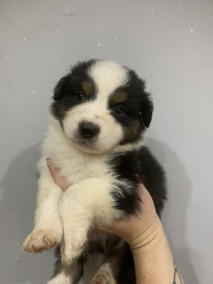 Les chiots de Berger Australien