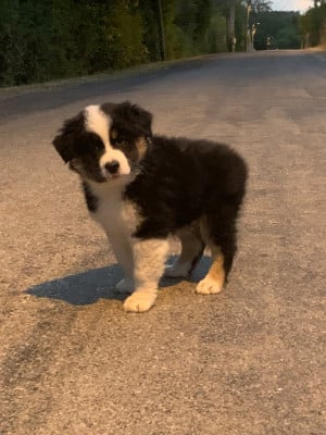 Les chiots de Berger Australien