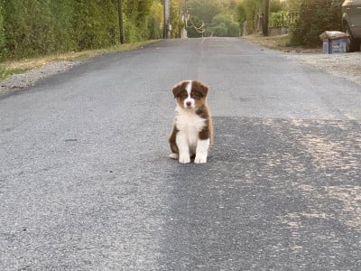 Les chiots de Berger Australien