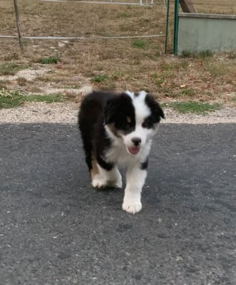 Les chiots de Berger Australien