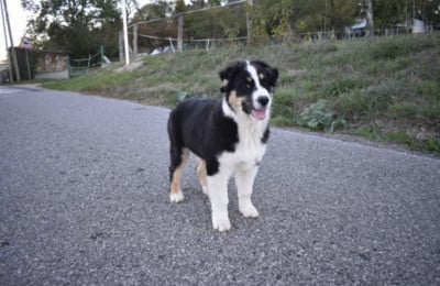 Les chiots de Berger Australien