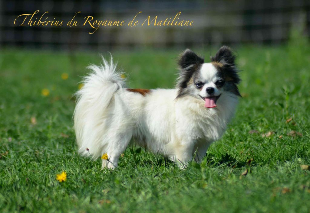 Thiberius Du royaume de Matiliane