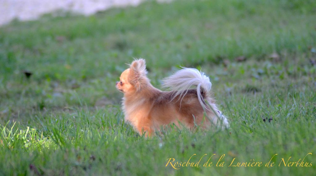 Publication : De La Lumière De Nerthus