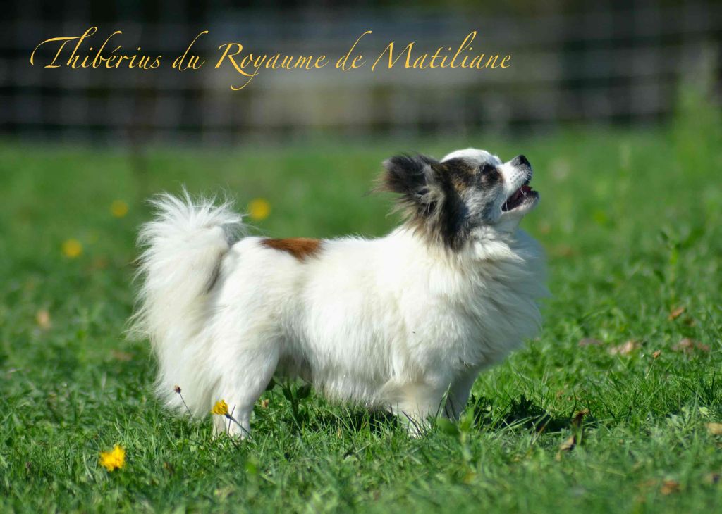 Thiberius Du royaume de Matiliane