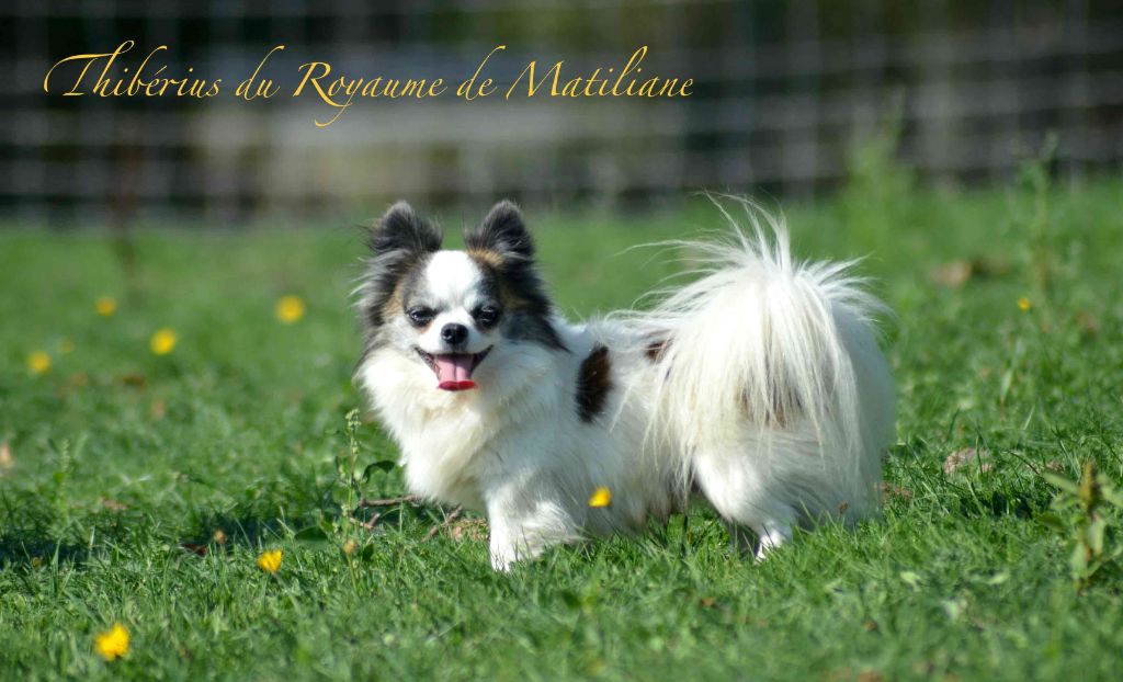 Thiberius Du royaume de Matiliane