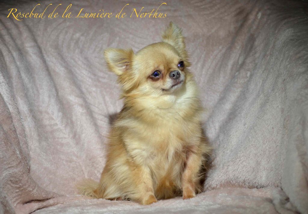 Publication : De La Lumière De Nerthus