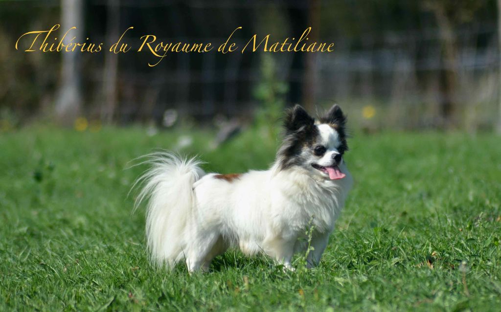 Thiberius Du royaume de Matiliane