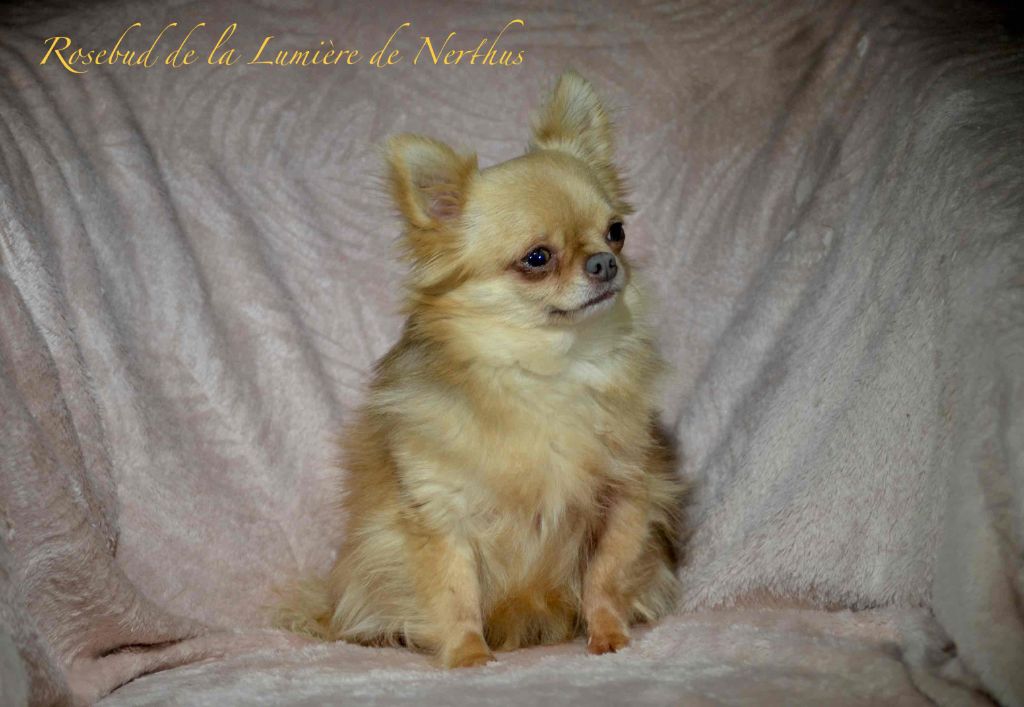 Publication : De La Lumière De Nerthus