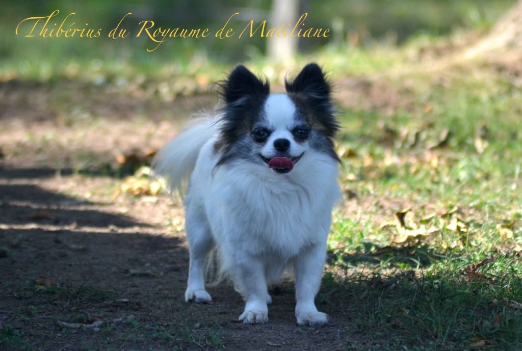 Thiberius Du royaume de Matiliane