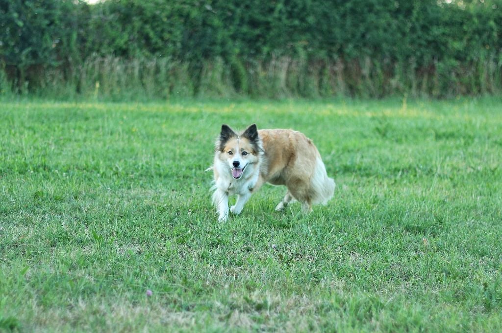 flame of pheonix Cayenne