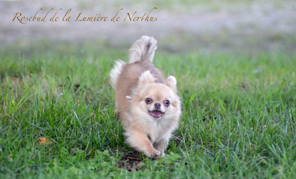 Publication : De La Lumière De Nerthus