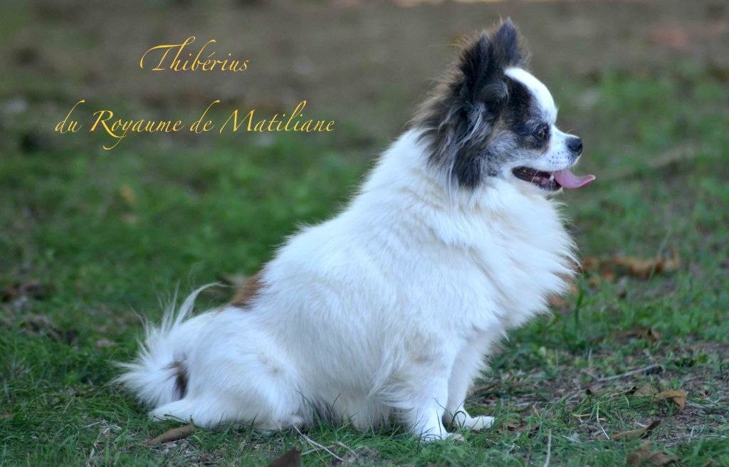 Thiberius Du royaume de Matiliane