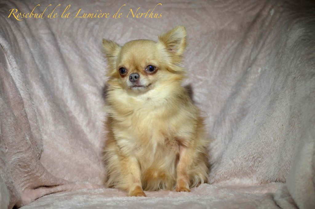 Publication : De La Lumière De Nerthus