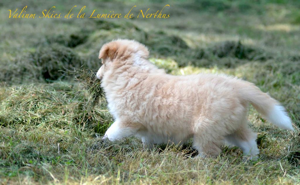 Valium Skies de la Lumière de Nerthus