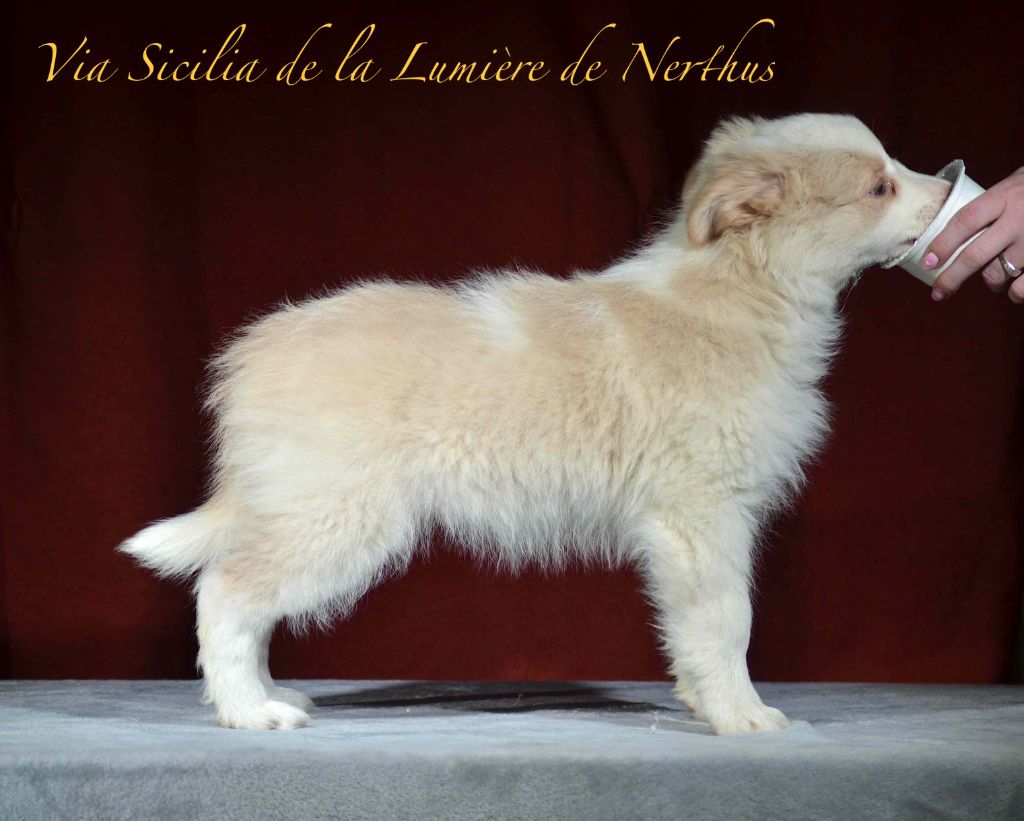 Via Sicilia de la Lumière de Nerthus