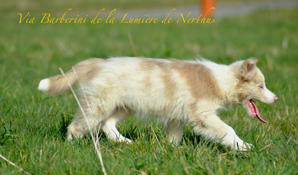 Via Barberini de la Lumière de Nerthus