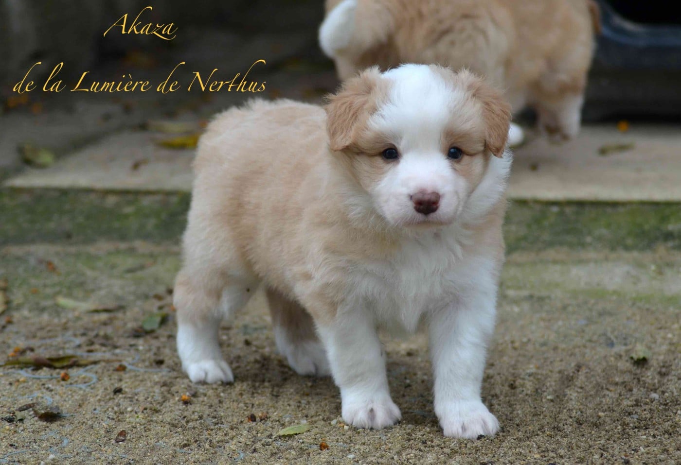 Akaza de la Lumière de Nerthus