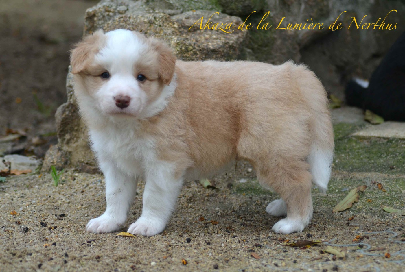 Akaza de la Lumière de Nerthus