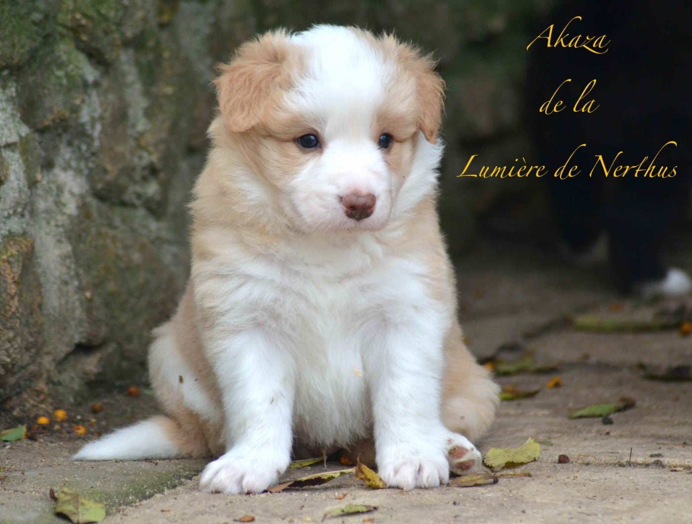 Akaza de la Lumière de Nerthus