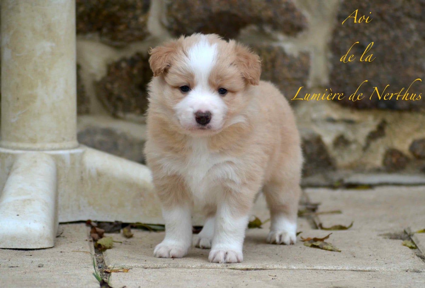 Aoi de la Lumière de Nerthus