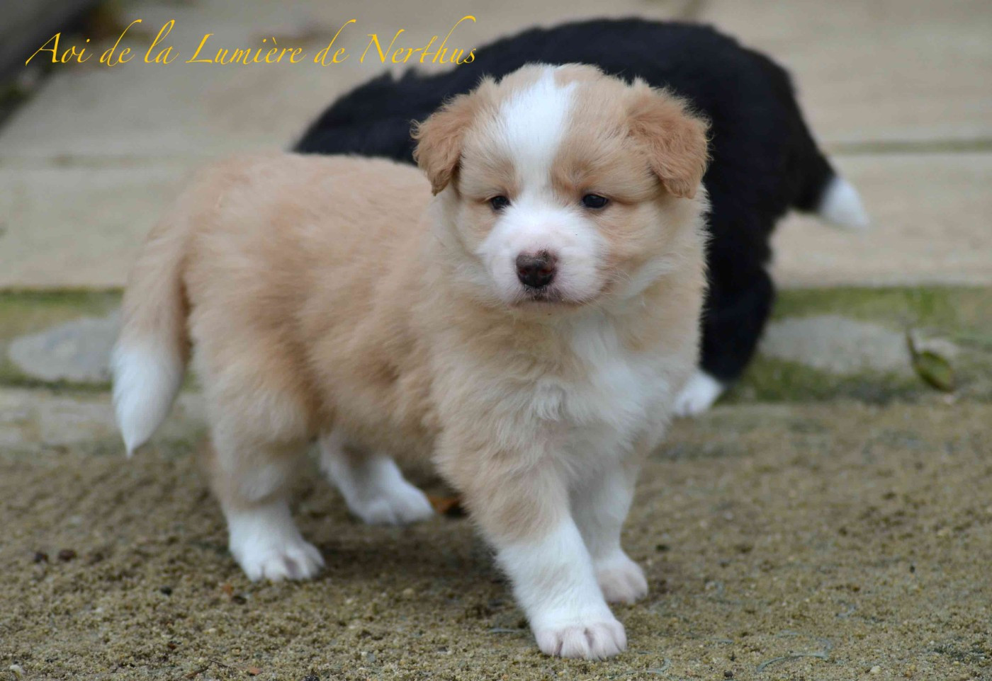 Aoi de la Lumière de Nerthus