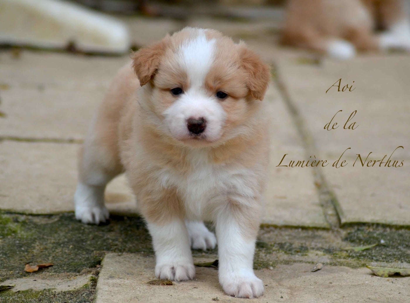 Aoi de la Lumière de Nerthus