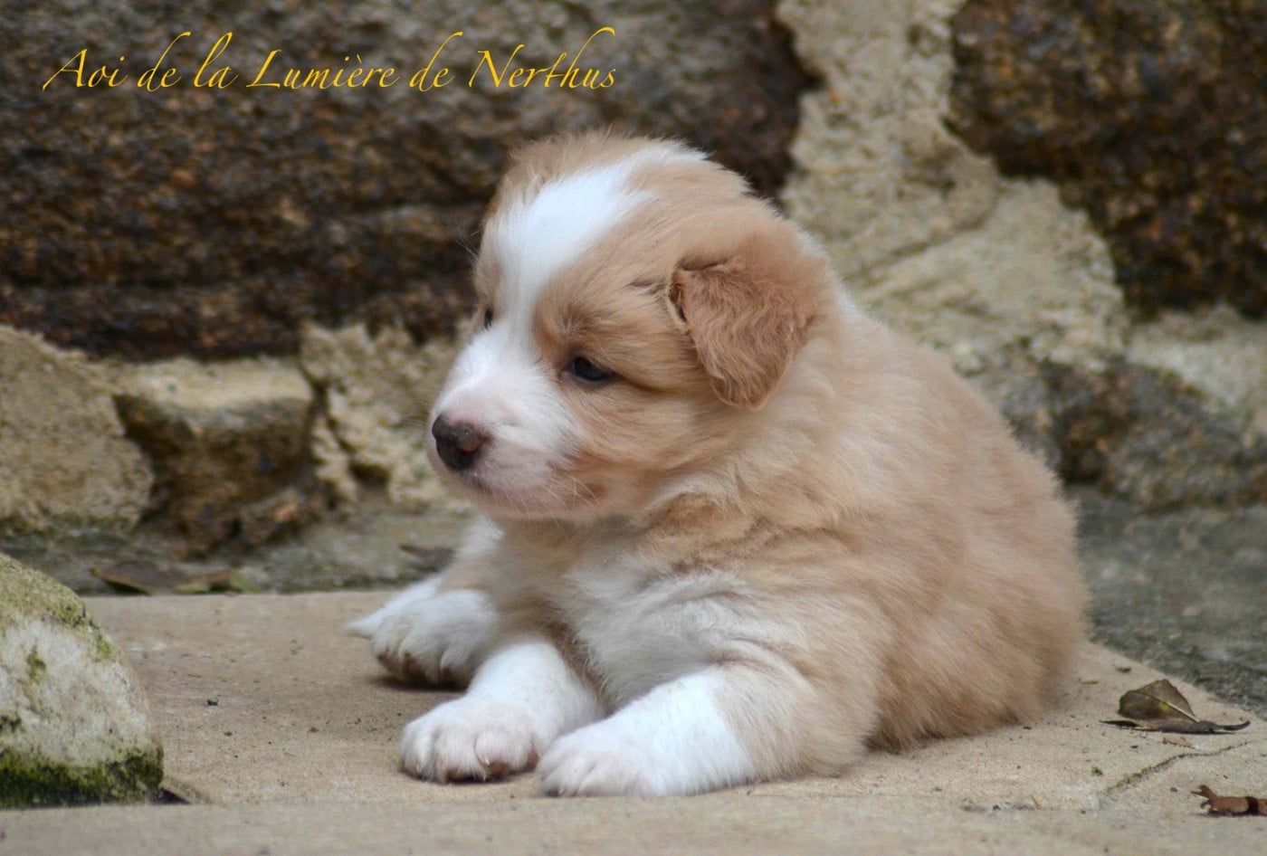 Aoi de la Lumière de Nerthus