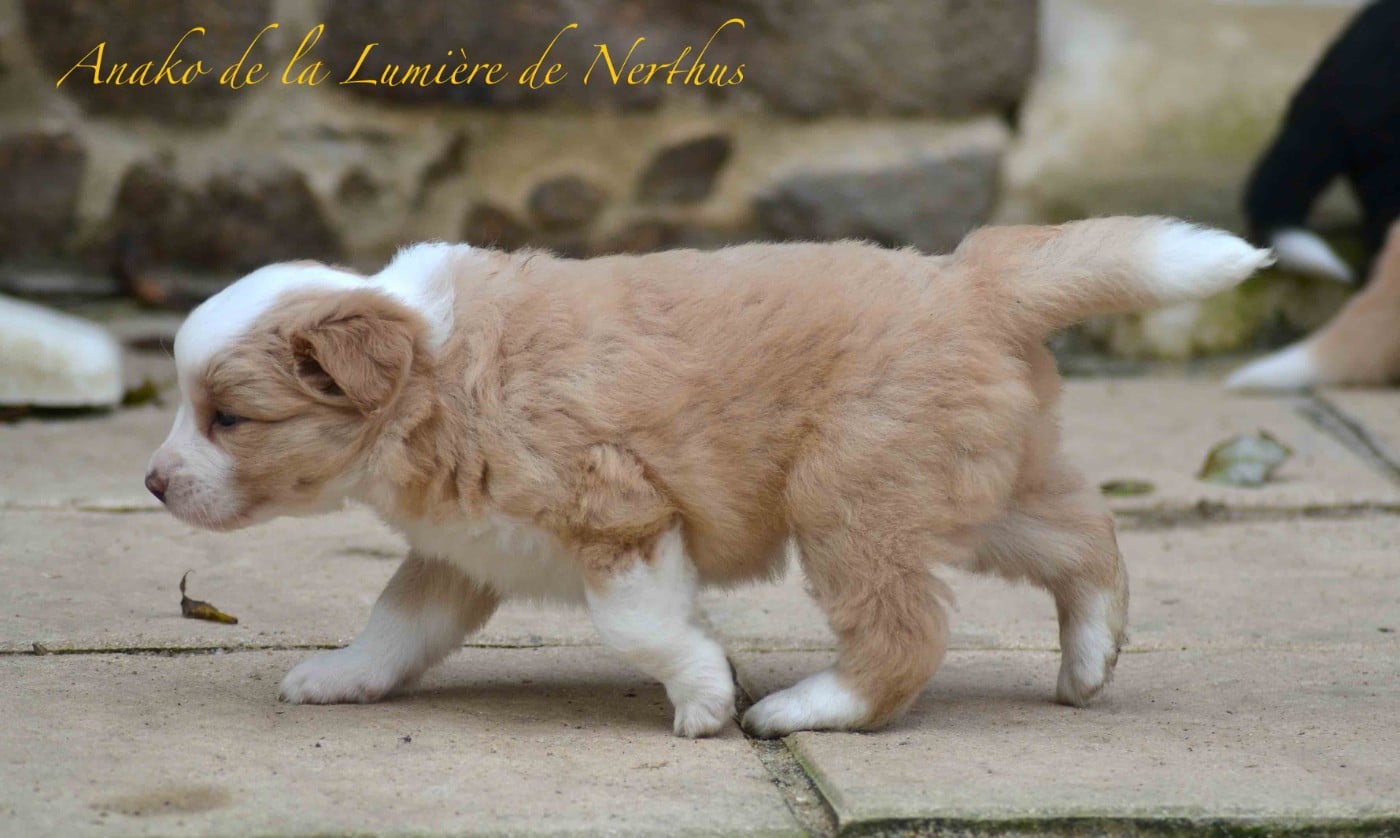 Anako de la Lumière de Nerthus