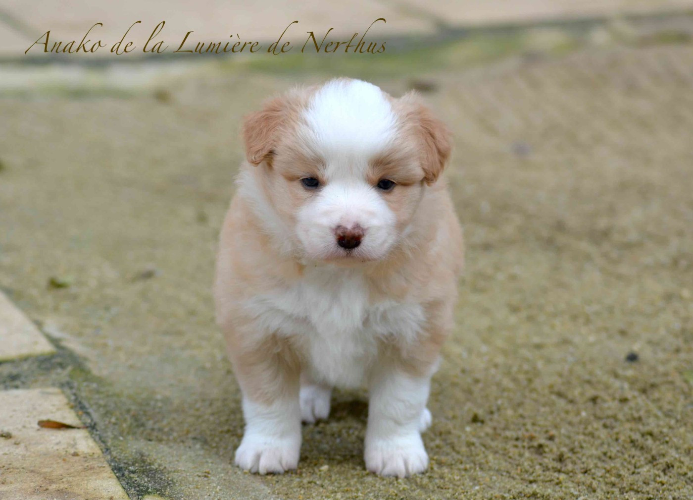 Anako de la Lumière de Nerthus