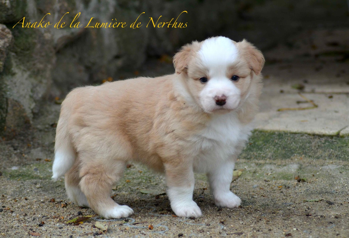 Anako de la Lumière de Nerthus