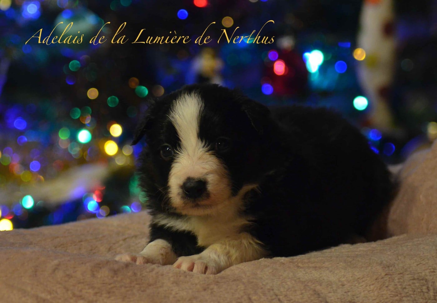 Adelais de la Lumière de Nerthus