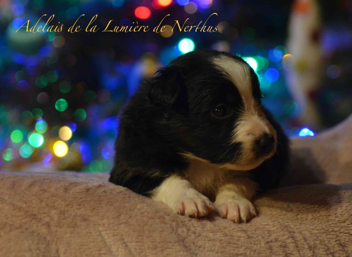 Adelais de la Lumière de Nerthus