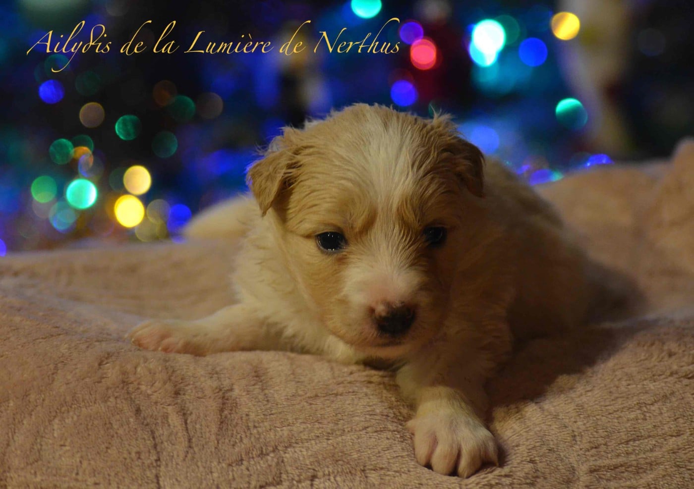 Ailydis de la Lumière de Nerthus