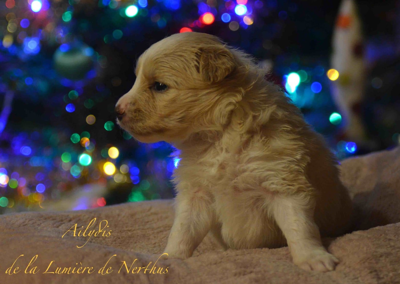 Ailydis de la Lumière de Nerthus