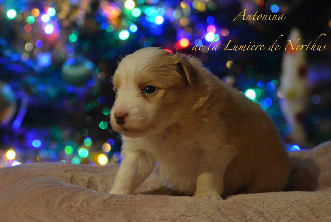 Antonina de la Lumière de Nerthus