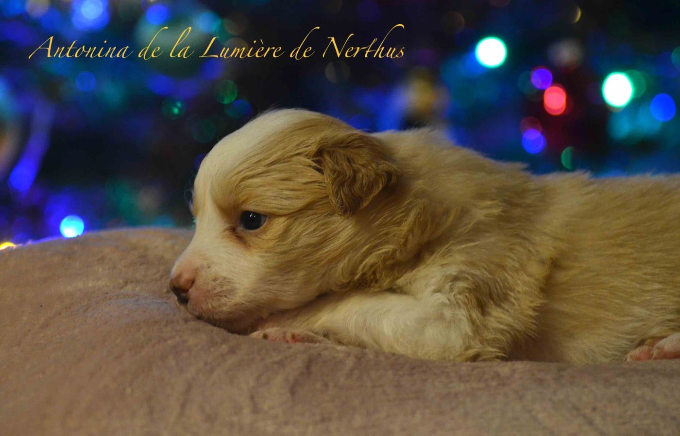 Antonina de la Lumière de Nerthus