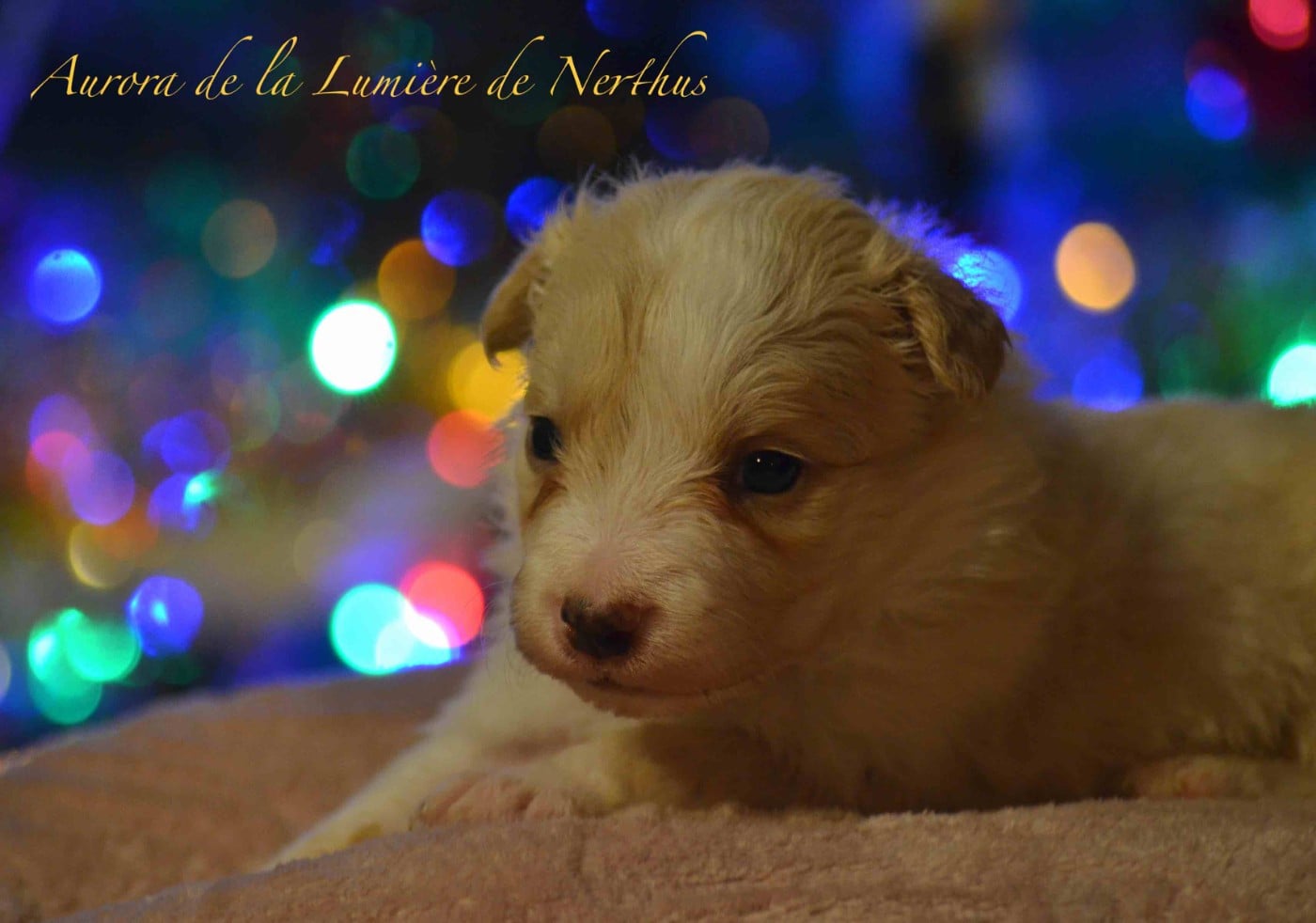 Aurora de la Lumière de Nerthus