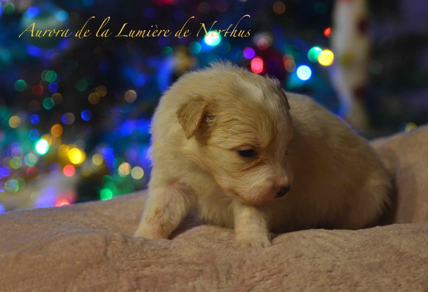 Aurora de la Lumière de Nerthus