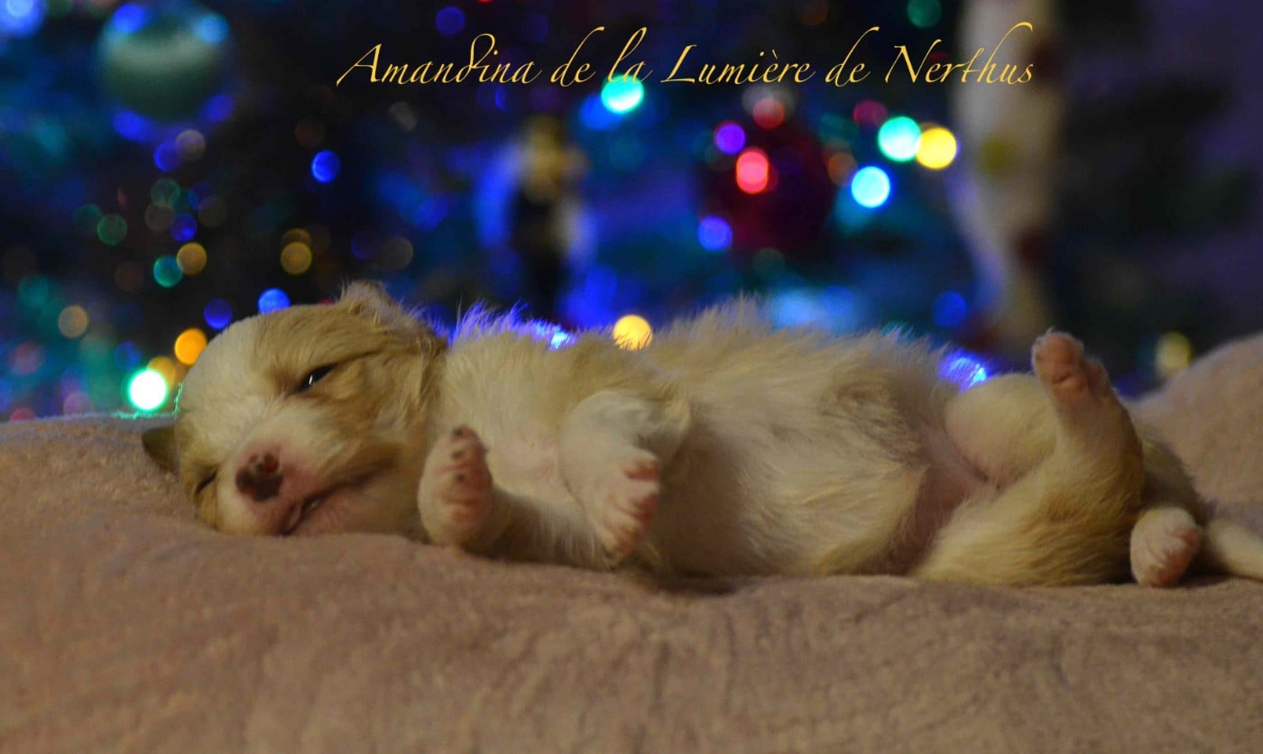 Amandina de la Lumière de Nerthus