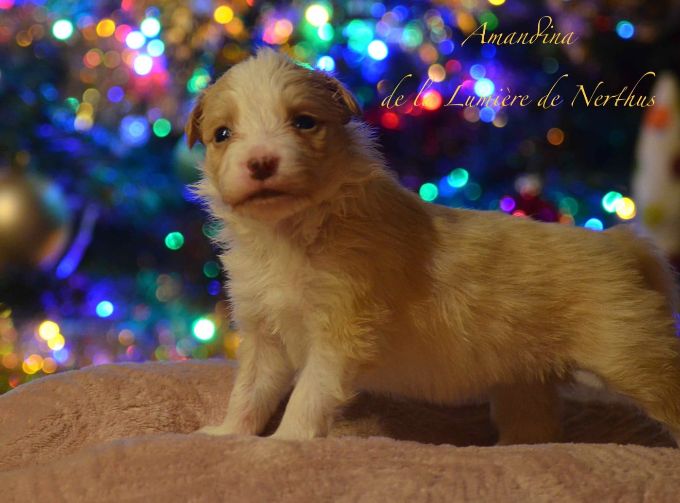 Amandina de la Lumière de Nerthus
