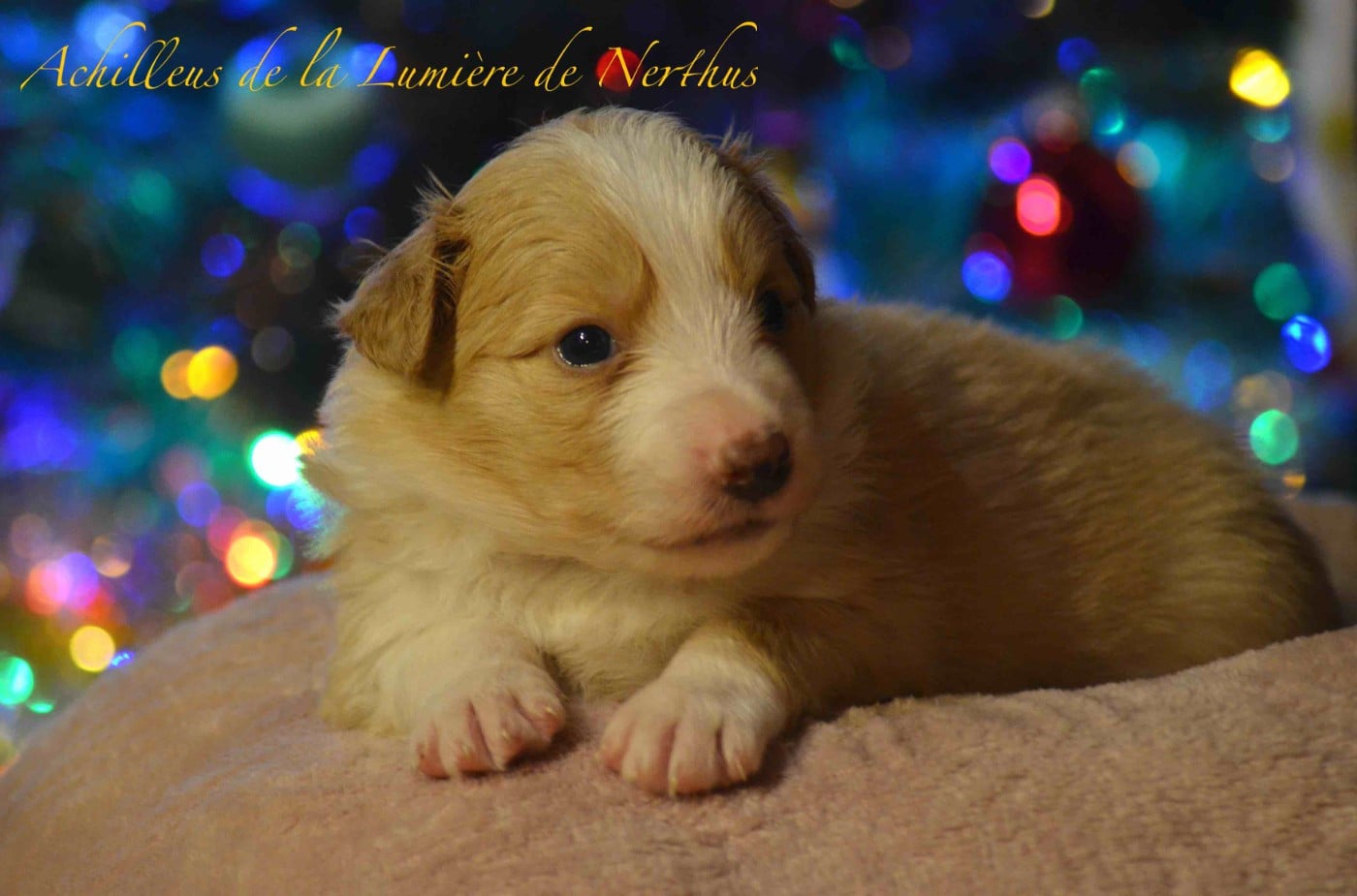 Achilleus de la Lumière de Nerthus