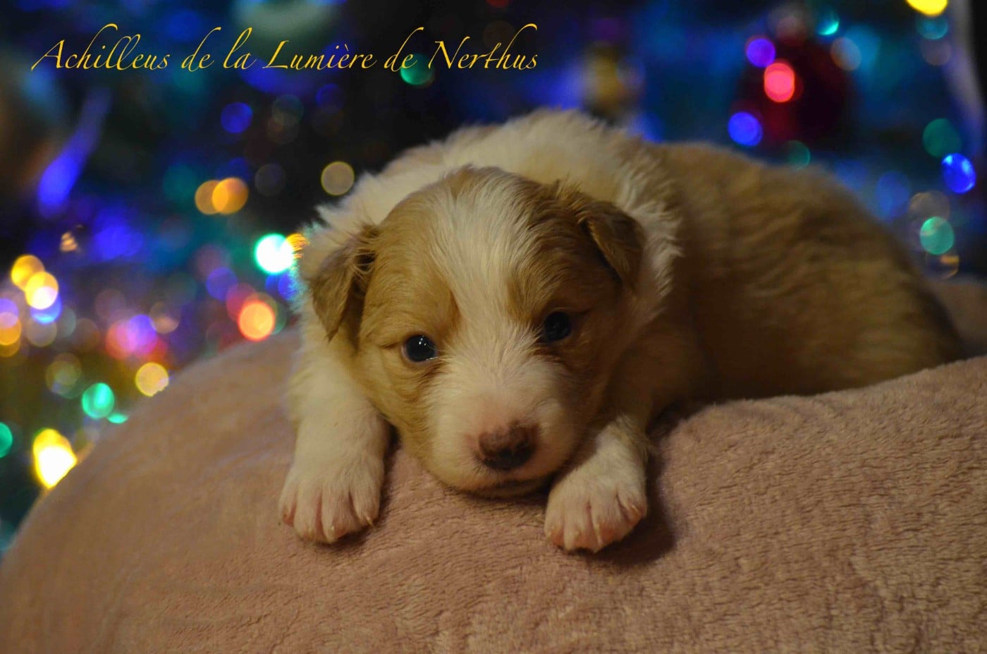 Achilleus de la Lumière de Nerthus